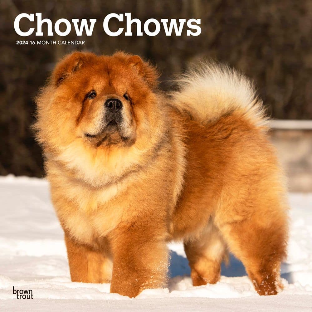 Chow Chows 2024 Wall Calendar