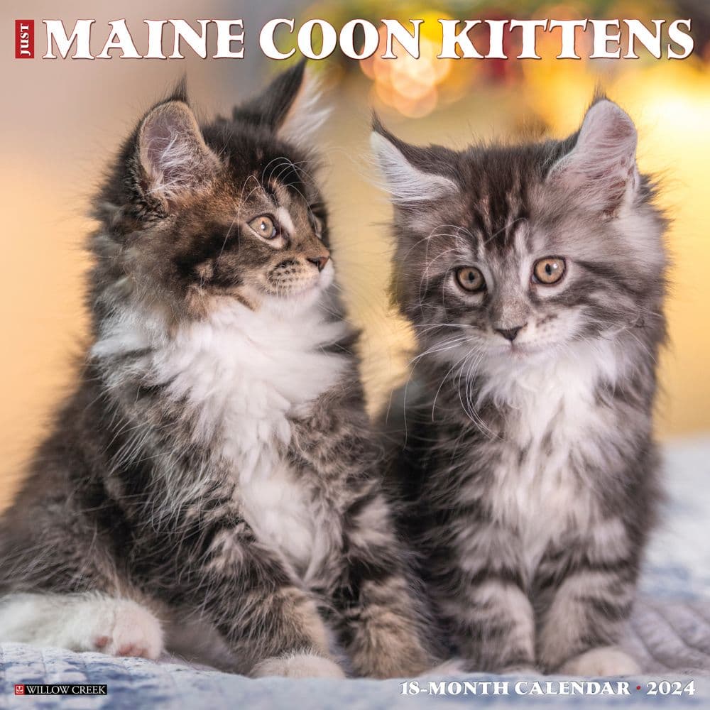 Maine Coon Kittens 2024 Wall Calendar