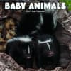 image Baby Animals 2027 Mini Wall Calendar Main Product Image