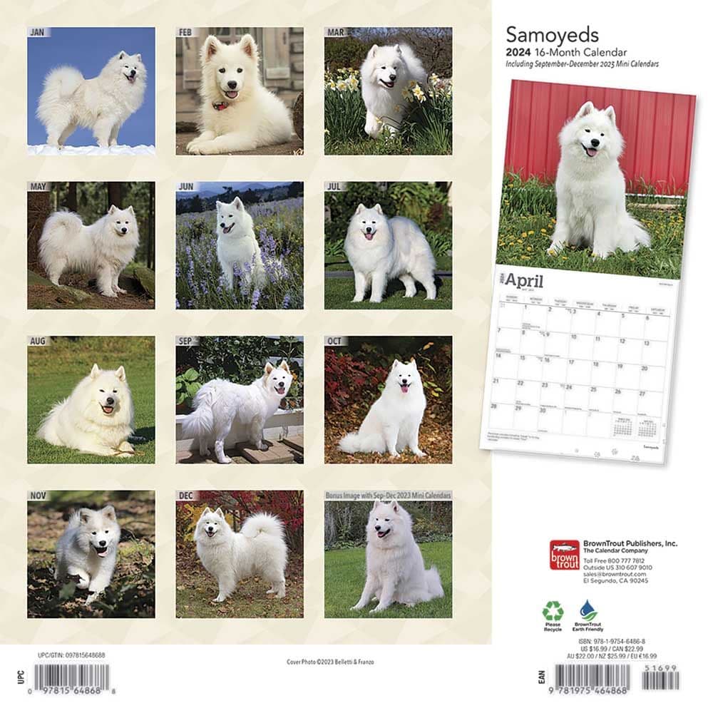 Samoyeds 2024 Wall Calendar First Alternate Image width=&quot;1000&quot; height=&quot;1000&quot;