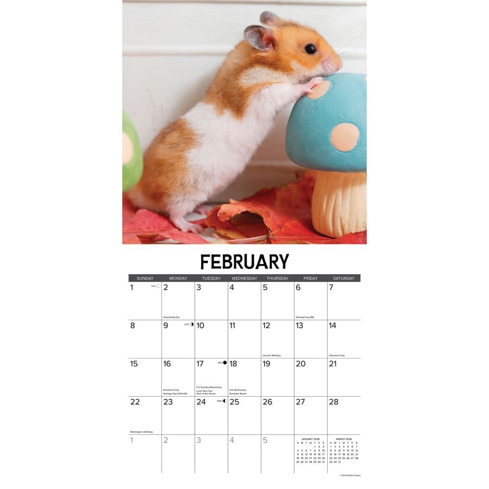 Hamsters 2026 Wall Calendar Second Alternate Image