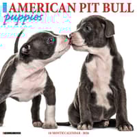image Pit Bull Terrier Puppies Just 2026 Wall Calendar Main Image