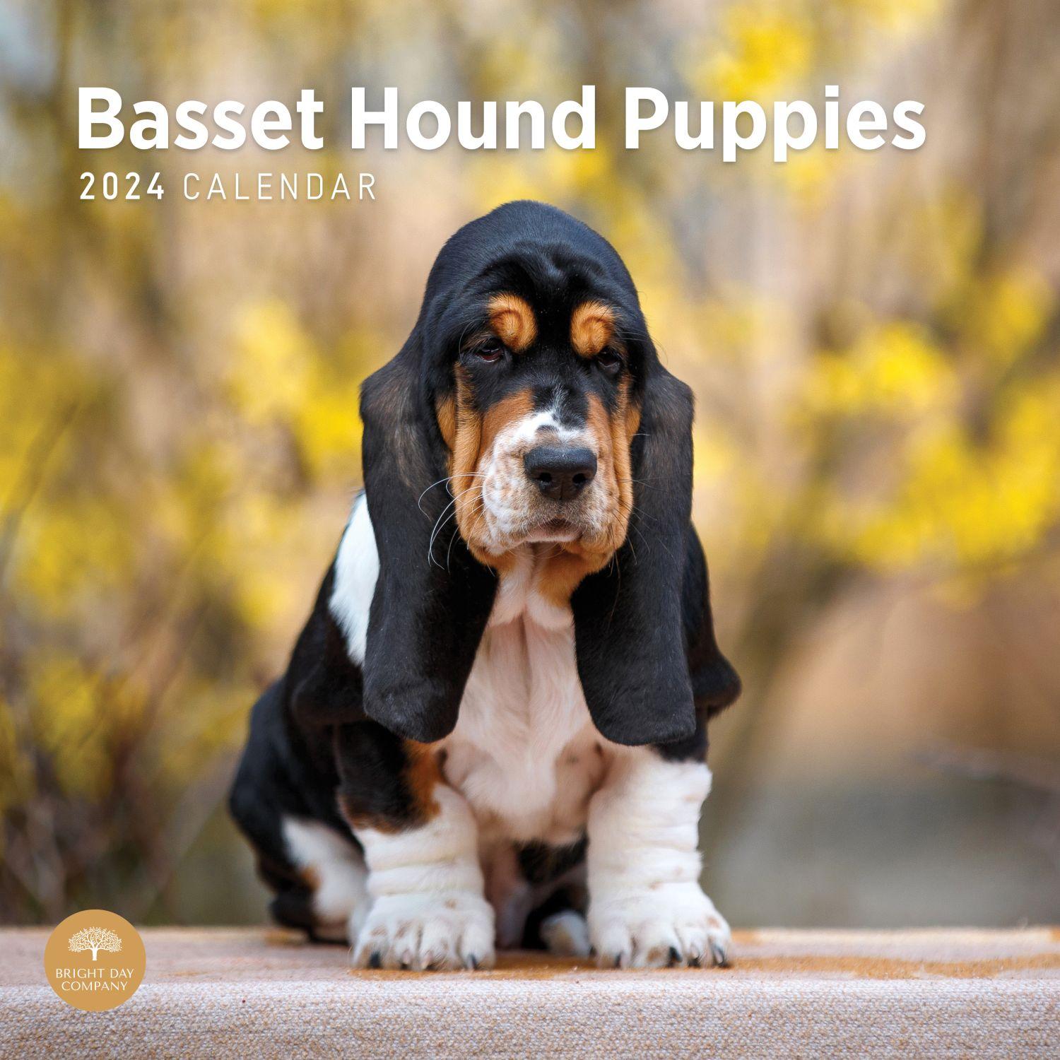 Basset Hound Puppies 2024 Wall Calendar