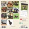 image Dachshunds 2025 Mini Wall Calendar