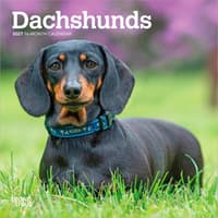 image Dachshunds 2027 Mini Wall Calendar Main Product Image