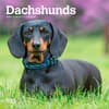 image Dachshunds 2027 Mini Wall Calendar Main Product Image