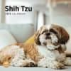 image Shih Tzu 2025 Wall Calendar Main Product Image
