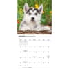 image Siberian Husky Puppies 2026 Mini Wall Calendar Fourth Alternate Image