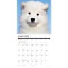 image Just Samoyeds 2025 Wall Calendar