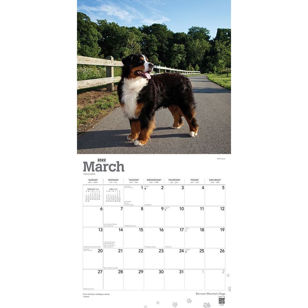 Bernese Mountain Dogs 2022 Wall Calendar - Calendars.com