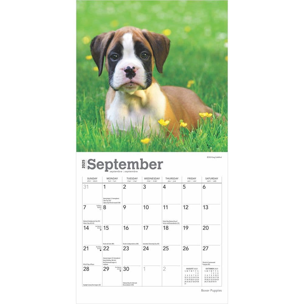 Boxer Puppies 2025 Mini Wall Calendar Third Alternate Image width=&quot;1000&quot; height=&quot;1000&quot;