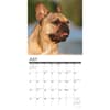 image Just French Bulldogs 2025 Wall Calendar Second Alternate Image width="1000" height="1000"