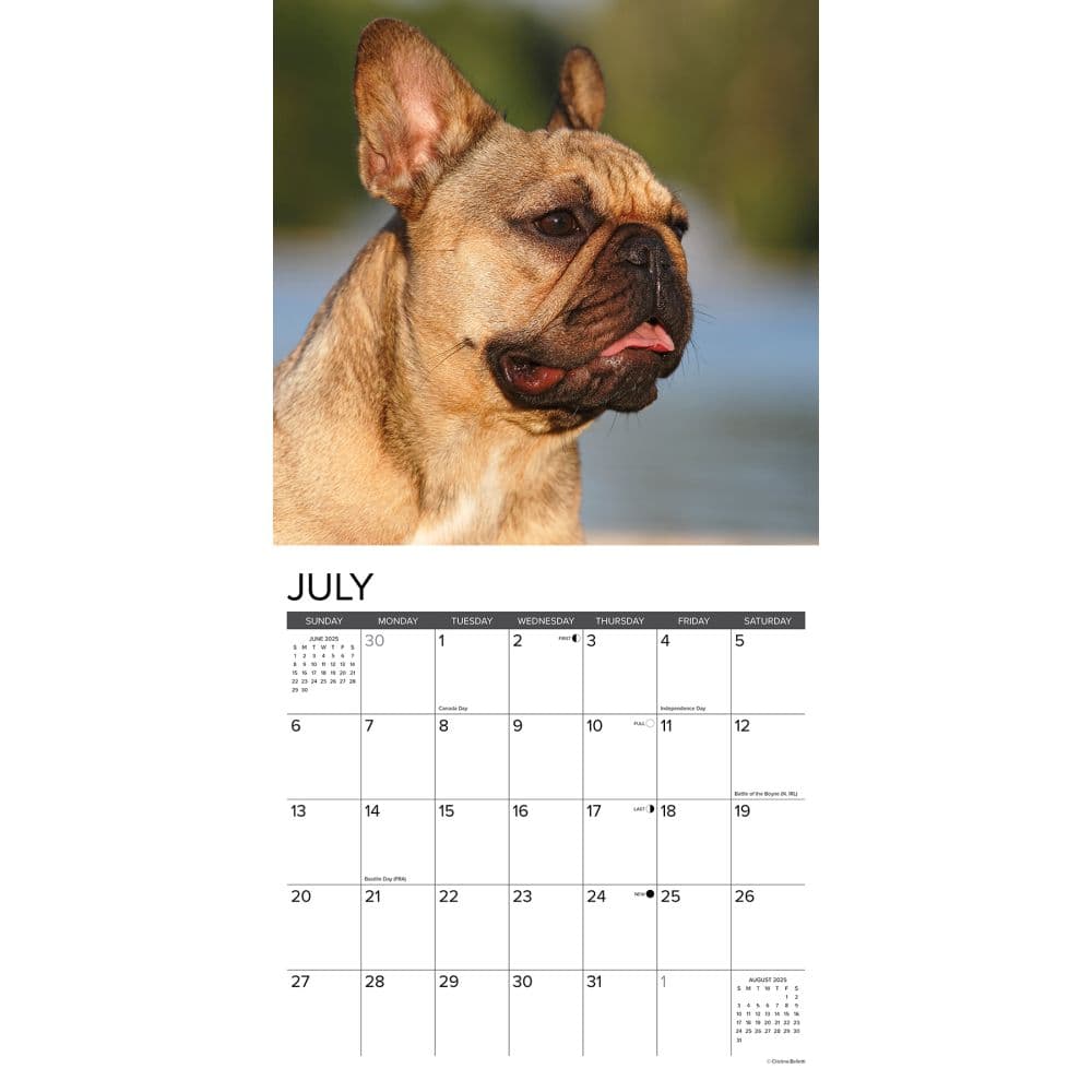 Just French Bulldogs 2025 Wall Calendar Second Alternate Image width="1000" height="1000"