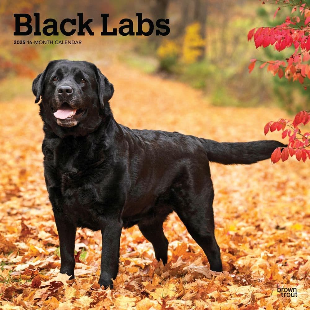 Black Lab Retriever 2025 Wall Calendar