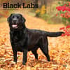 image Black Lab Retriever 2025 Wall Calendar Main Product Image width=&quot;1000&quot; height=&quot;1000&quot;