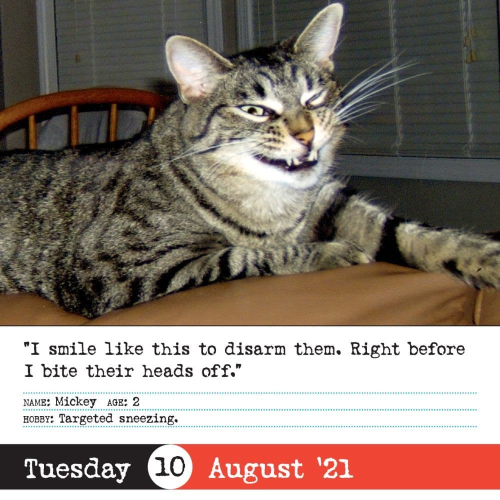 Bad Cat Desk Calendar - Calendars.com