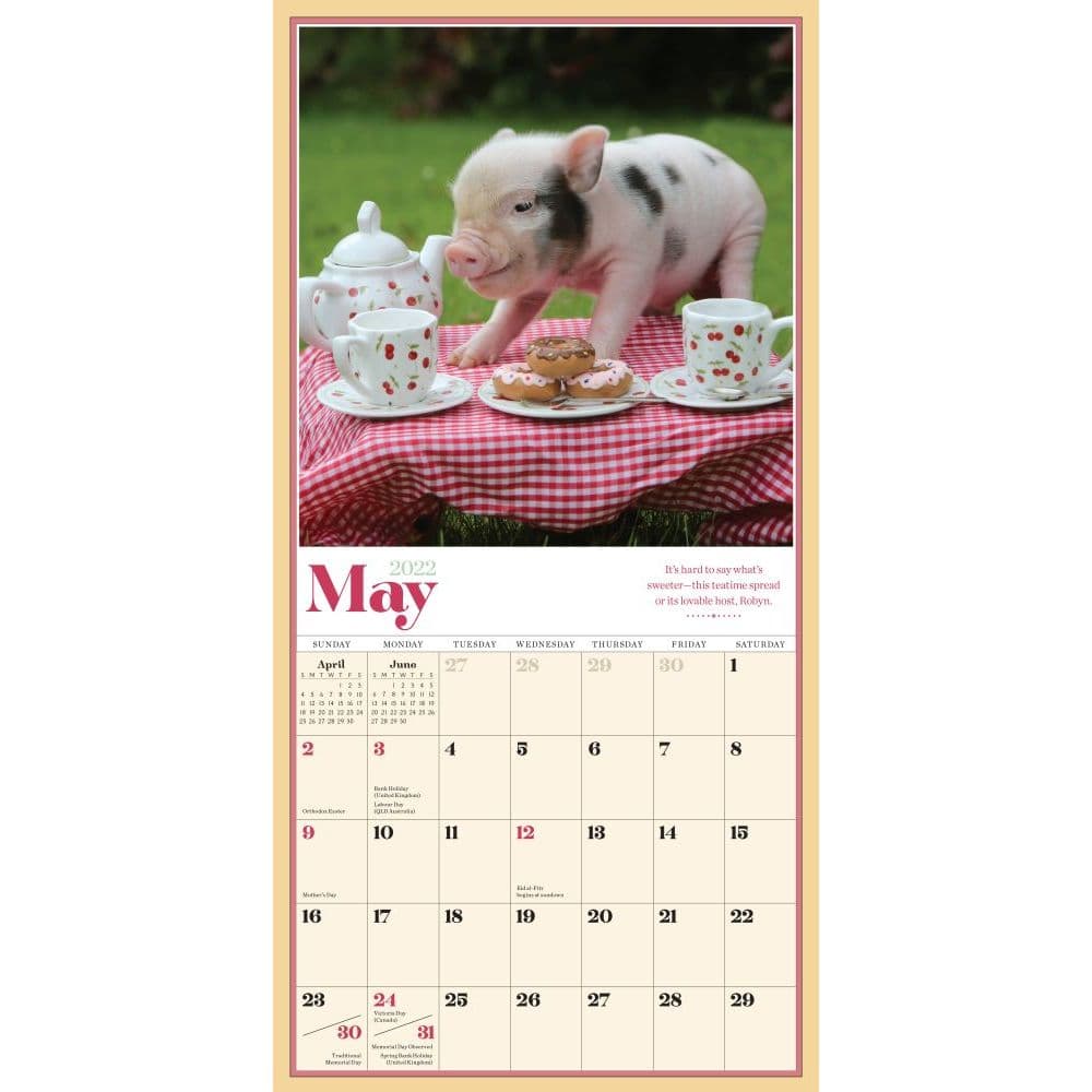 The Original Pocket Pigs 2022 Mini Wall Calendar - Calendars.com