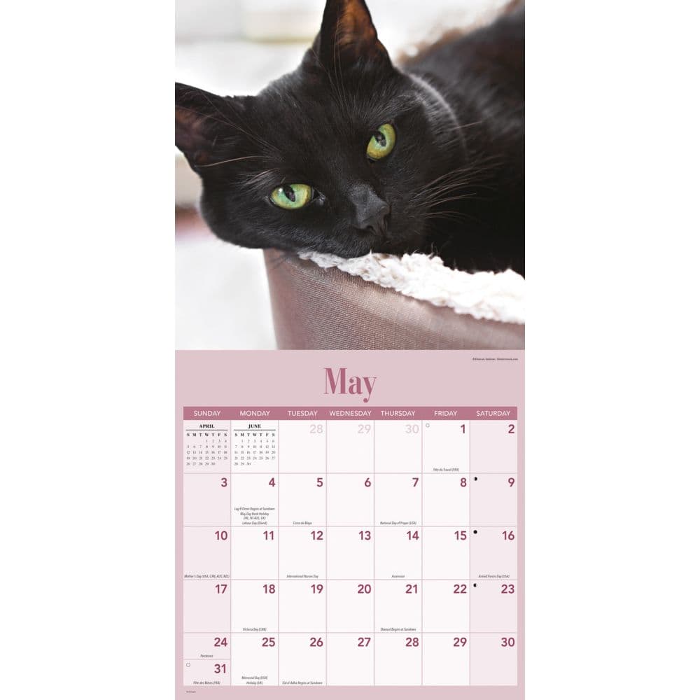 Black Cats 2026 Wall Calendar Third Alternate Image