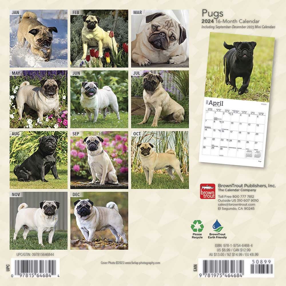 Pugs 2025 Mini Wall Calendar