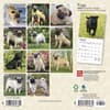 image Pugs 2024 Mini Wall Calendar First Alternate Image width=&quot;1000&quot; height=&quot;1000&quot;