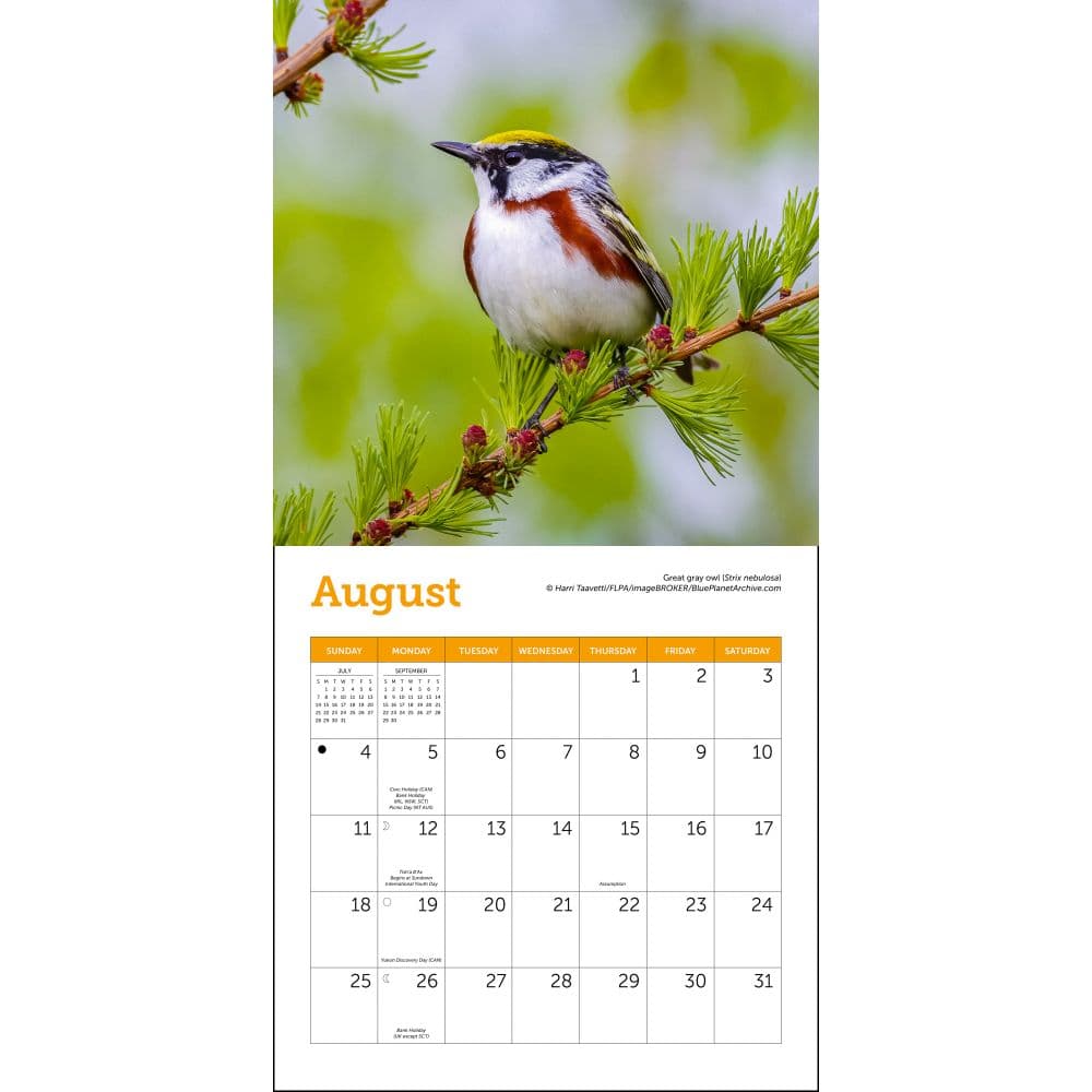 Songbirds 2024 Mini Wall Calendar alternate 3