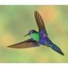 image Hummingbirds WWF 2025 Wall Calendar Third Alternate Image width="1000" height="1000"