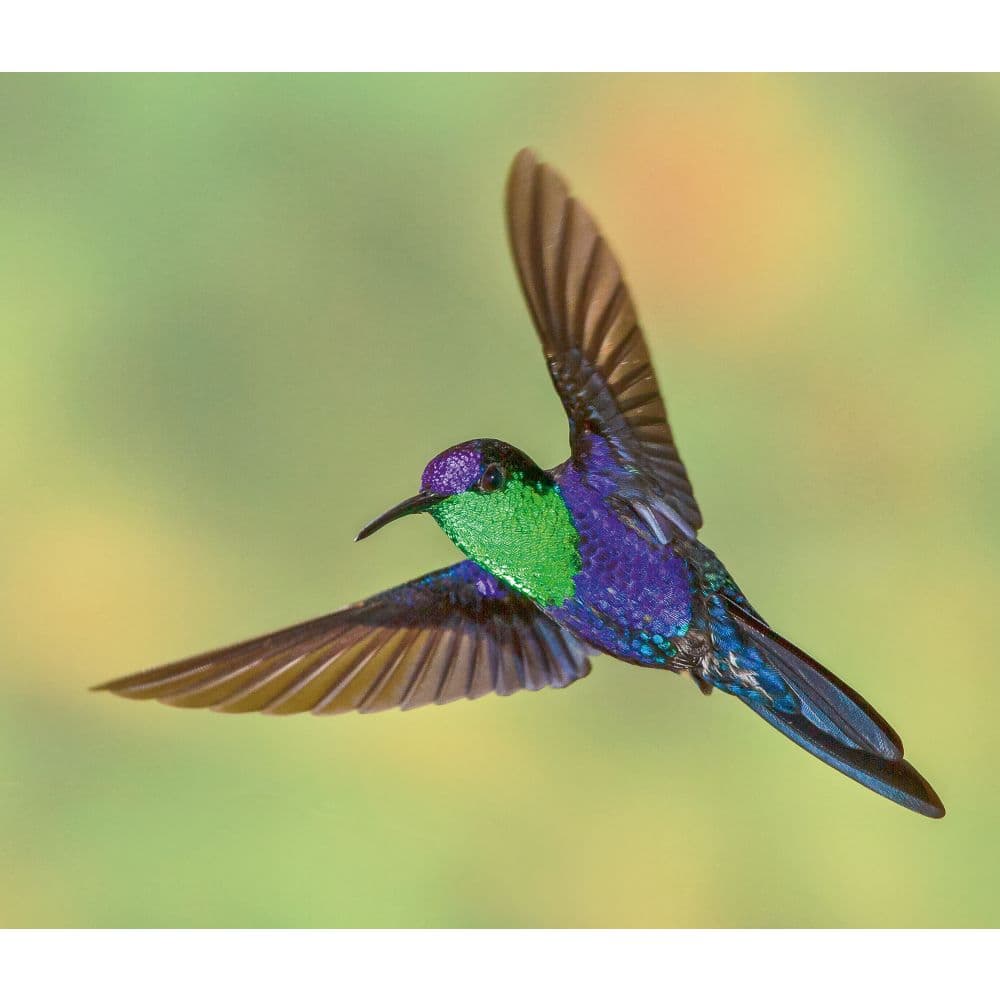 Hummingbirds WWF 2025 Wall Calendar Third Alternate Image width="1000" height="1000"