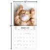 image Curious Kittens 2025 Wall Calendar