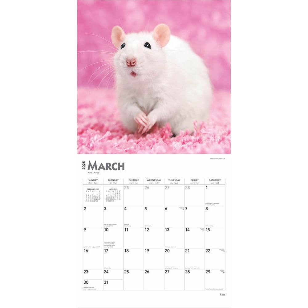 Rats 2025 Wall Calendar Second Alternate Image