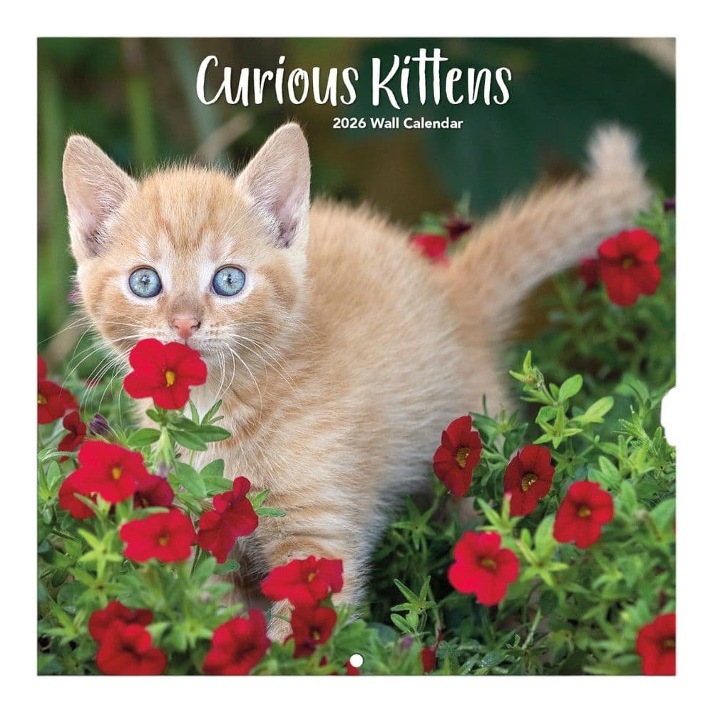 Curious Kittens Photo 2026 Mini Wall Calendar_Main Image