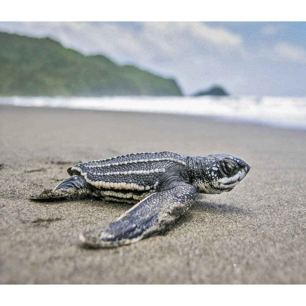 Sea Turtles WWF 2024 Wall Calendar