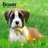 image Boxer Puppies 2025 Mini Wall Calendar Main Product Image width=&quot;1000&quot; height=&quot;1000&quot;