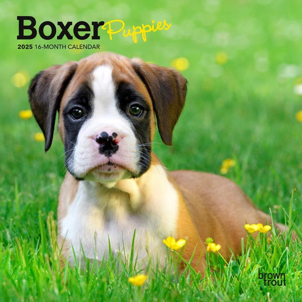 Boxer Puppies 2025 Mini Wall Calendar Main Product Image width=&quot;1000&quot; height=&quot;1000&quot;