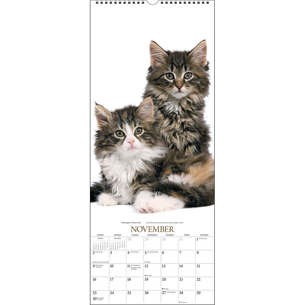Cats Vertical 2025 Wall Calendar Third Alternate Image width="1000" height="1000"
