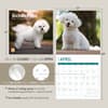 image Bichon Frise 2025 Wall Calendar Seventh Alternate Image