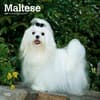 image Maltese 2024 Wall Calendar Main Product Image width=&quot;1000&quot; height=&quot;1000&quot;