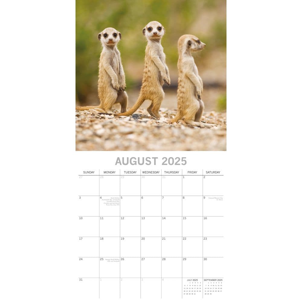 Meerkats 2025 Wall Calendar Third Alternate Image width=&quot;1000&quot; height=&quot;1000&quot;