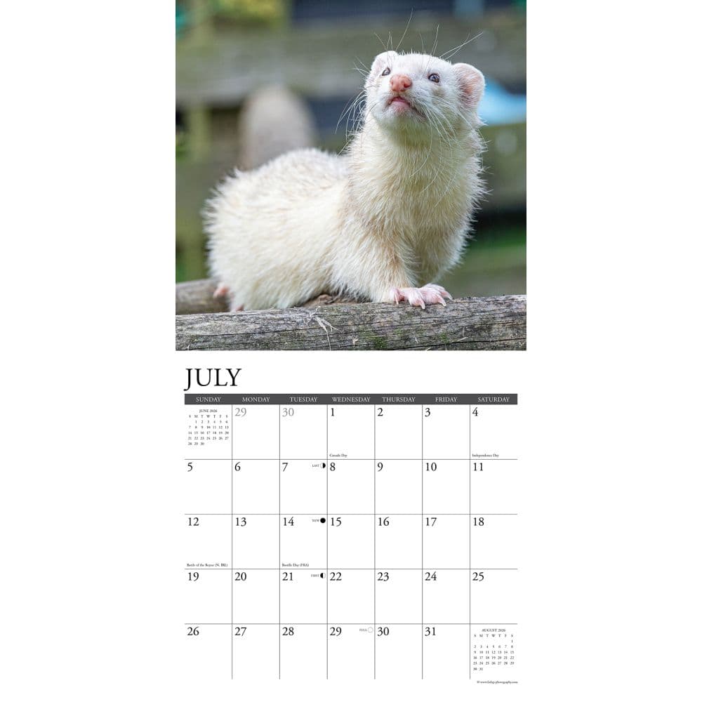 Ferrets 2026 Wall Calendar, 12'' X 12'', 18-Month Calendar with Stapled Binding