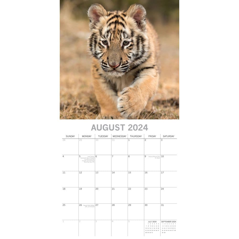 Tigers 2024 Wall Calendar