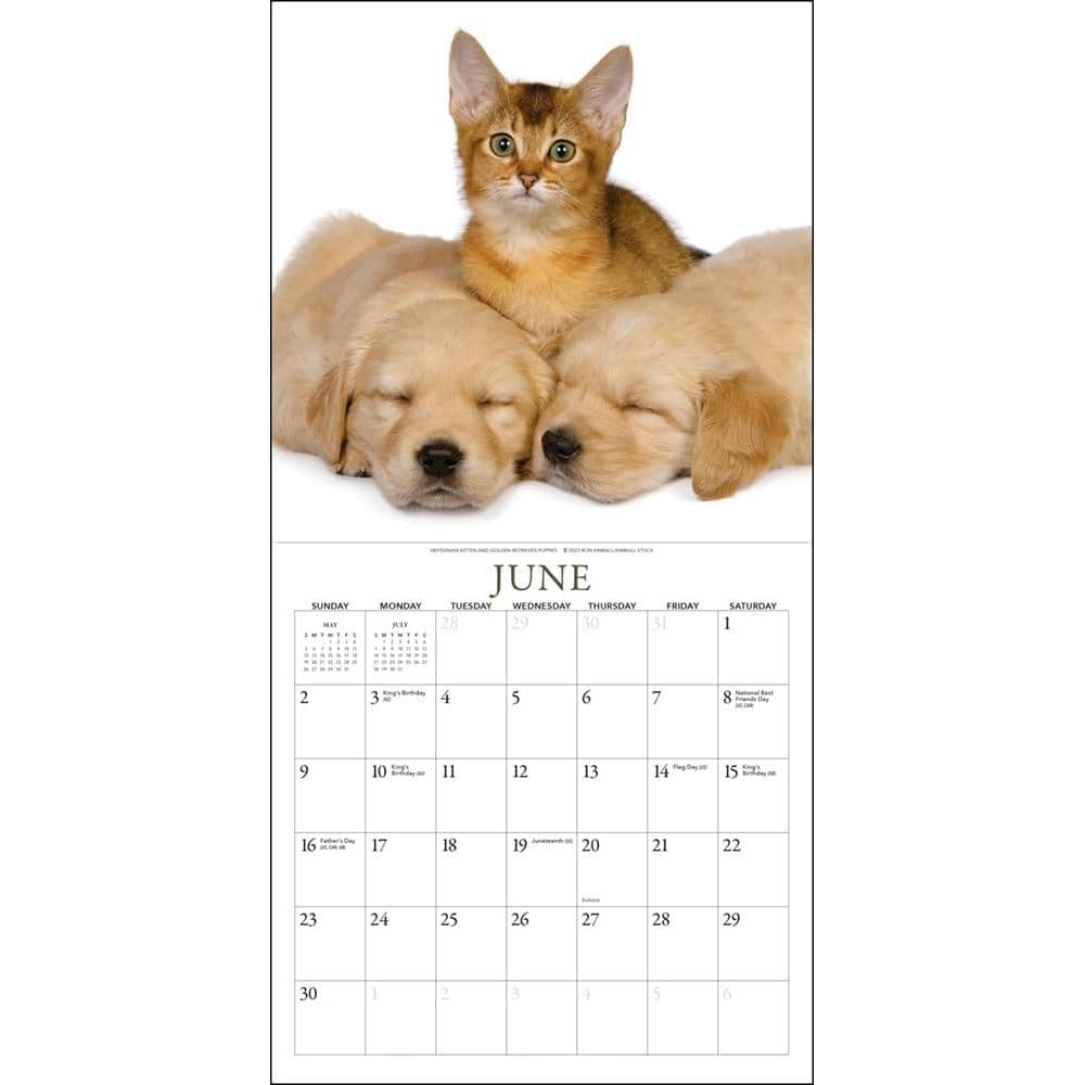 Kittens &amp; Friends 2024 Wall Calendar Second Alternate Image width=&quot;1000&quot; height=&quot;1000&quot;