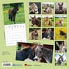 image Donkeys 2025 Wall Calendar First Alternate Image width="1000" height="1000"