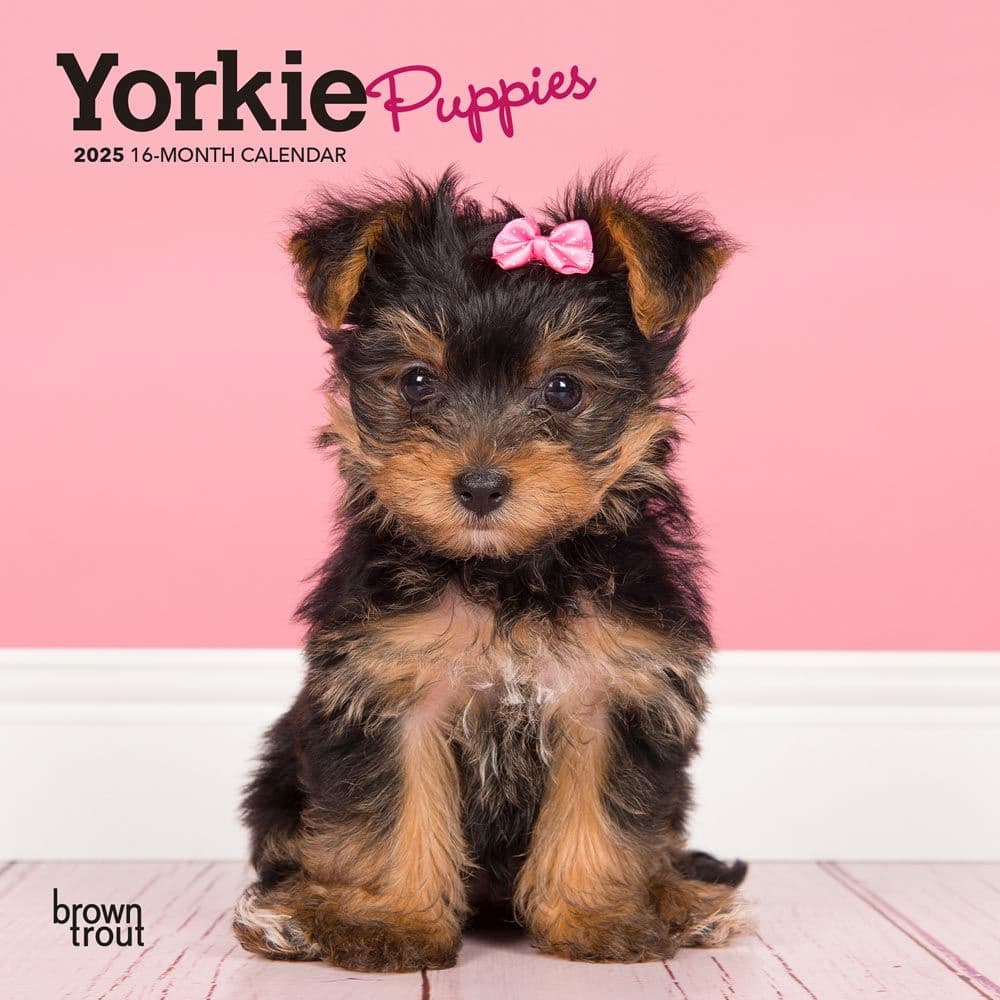 Yorkshire Terrier Puppies 2025 Mini Wall Calendar Main Product Image width=&quot;1000&quot; height=&quot;1000&quot;