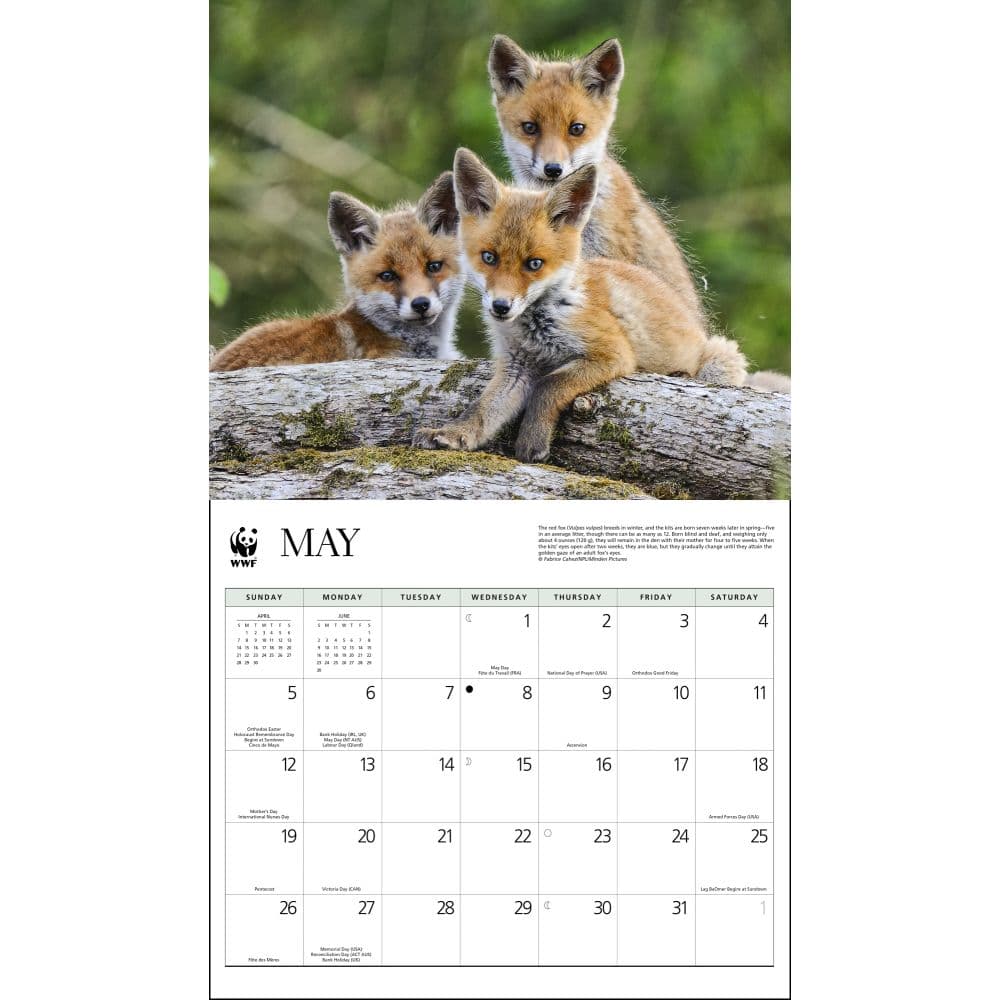Foxes WWF 2024 Wall Calendar