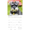 image Miniature Schnauzers 2026 Mini Wall Calendar Fourth Alternate Image