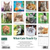 image Cats What Cats Teach Us 2024 Wall Calendar Alternate Image 1