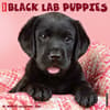 image Just Lab Black Puppies 2025 Wall Calendar Main Product Image width=&quot;1000&quot; height=&quot;1000&quot;