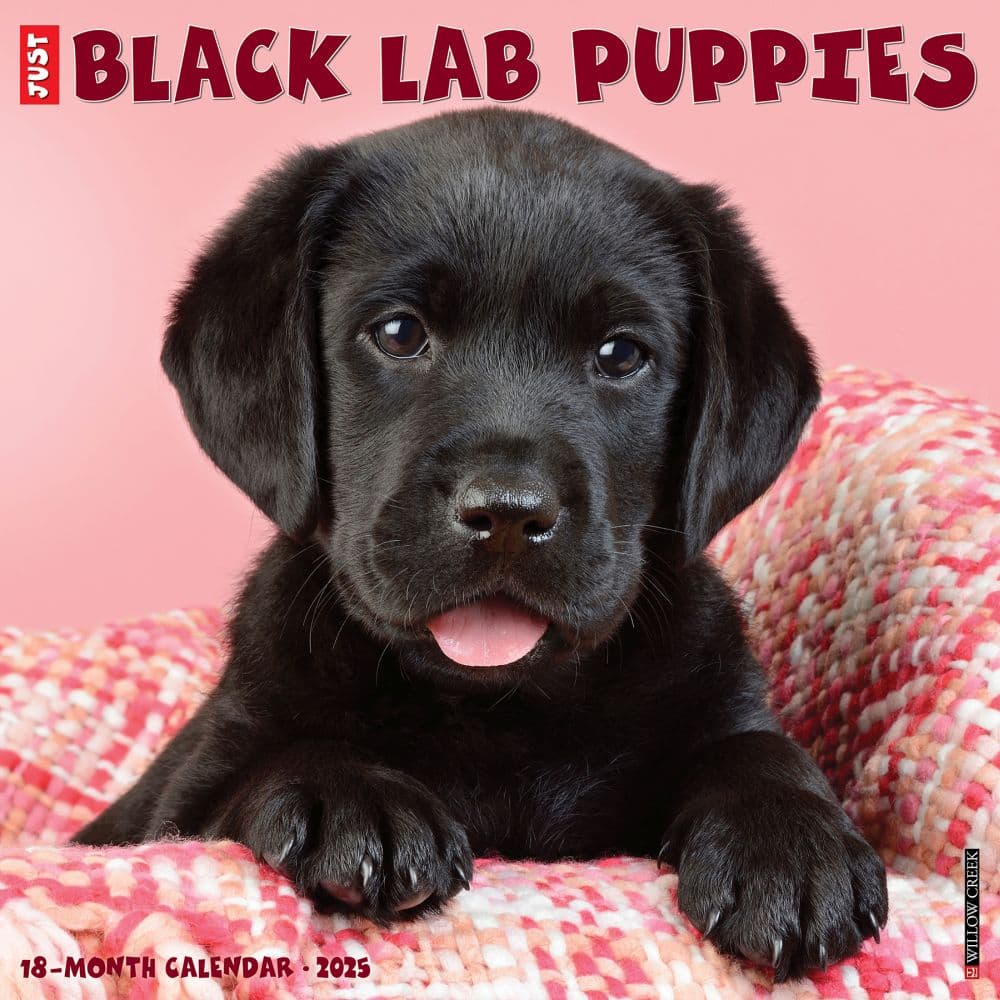 Just Lab Black Puppies 2025 Wall Calendar Main Product Image width=&quot;1000&quot; height=&quot;1000&quot;