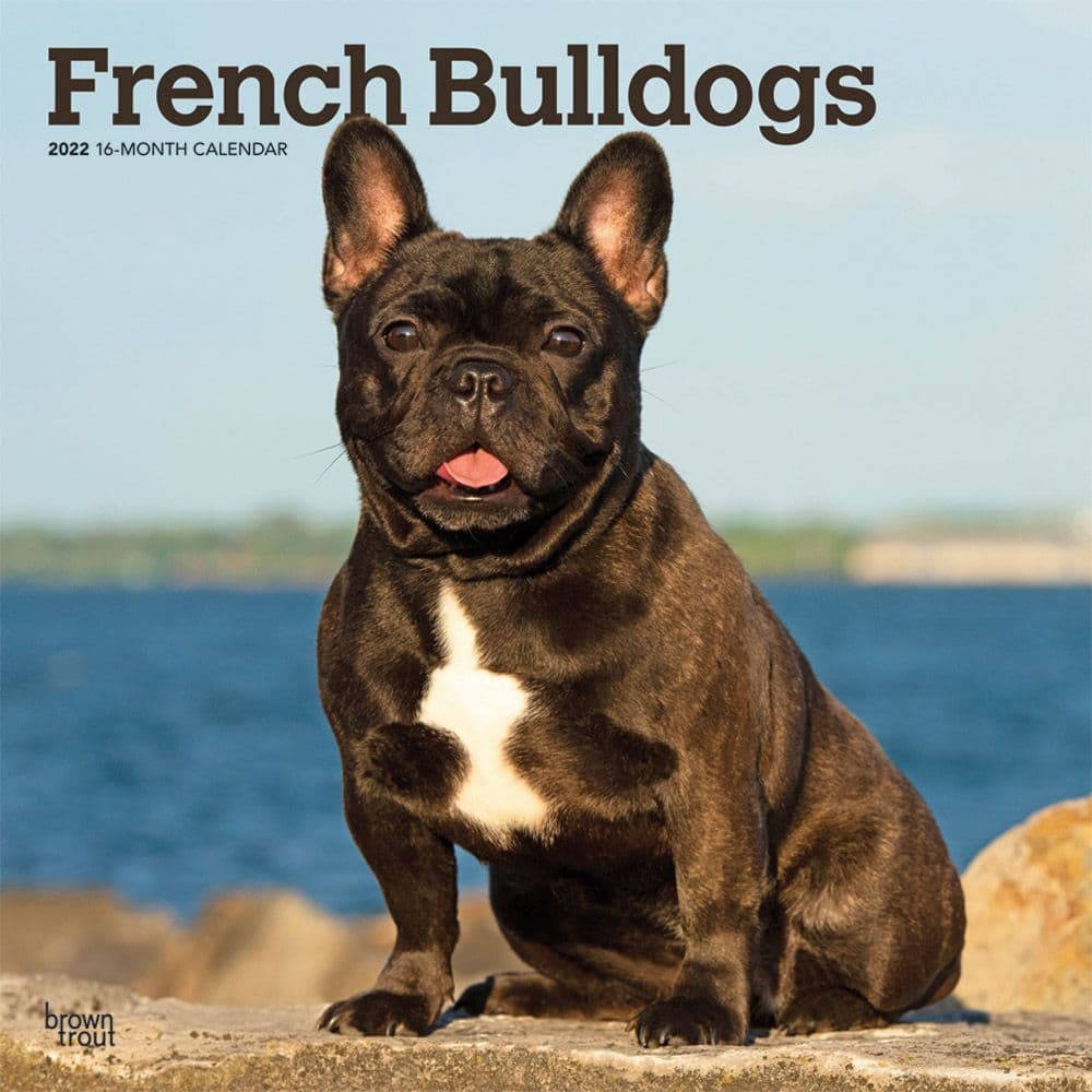 French Bulldogs 2022 Wall Calendar