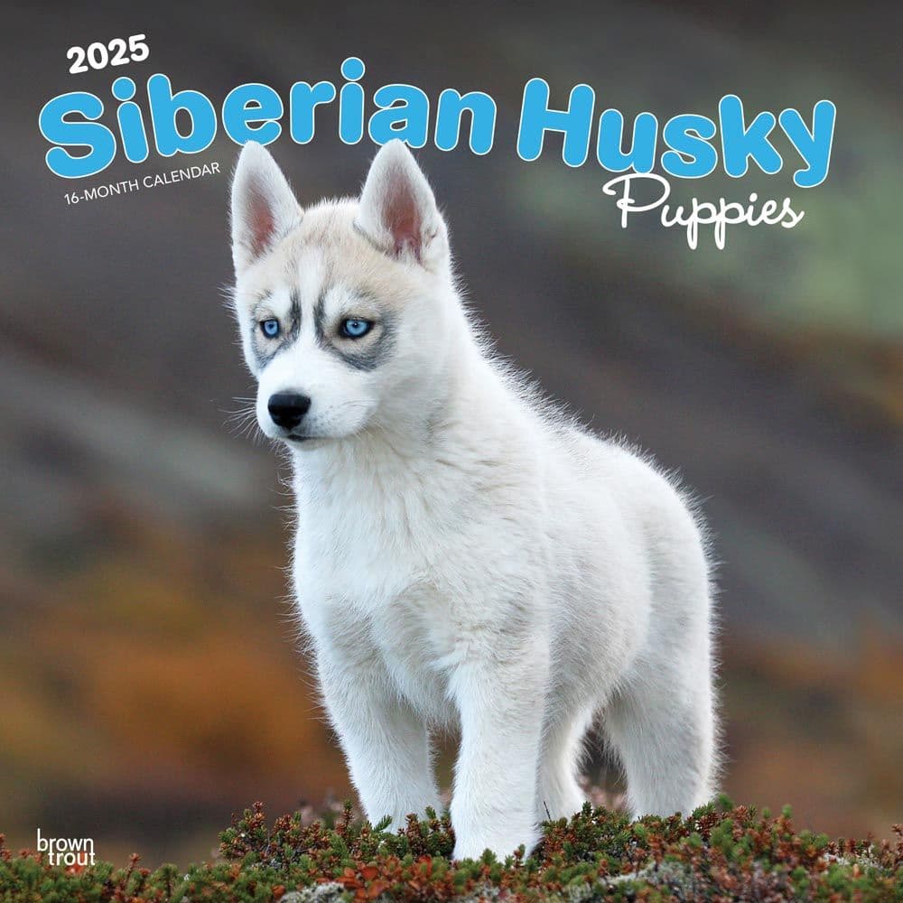 Siberian Husky Puppies 2025 Wall Calendar