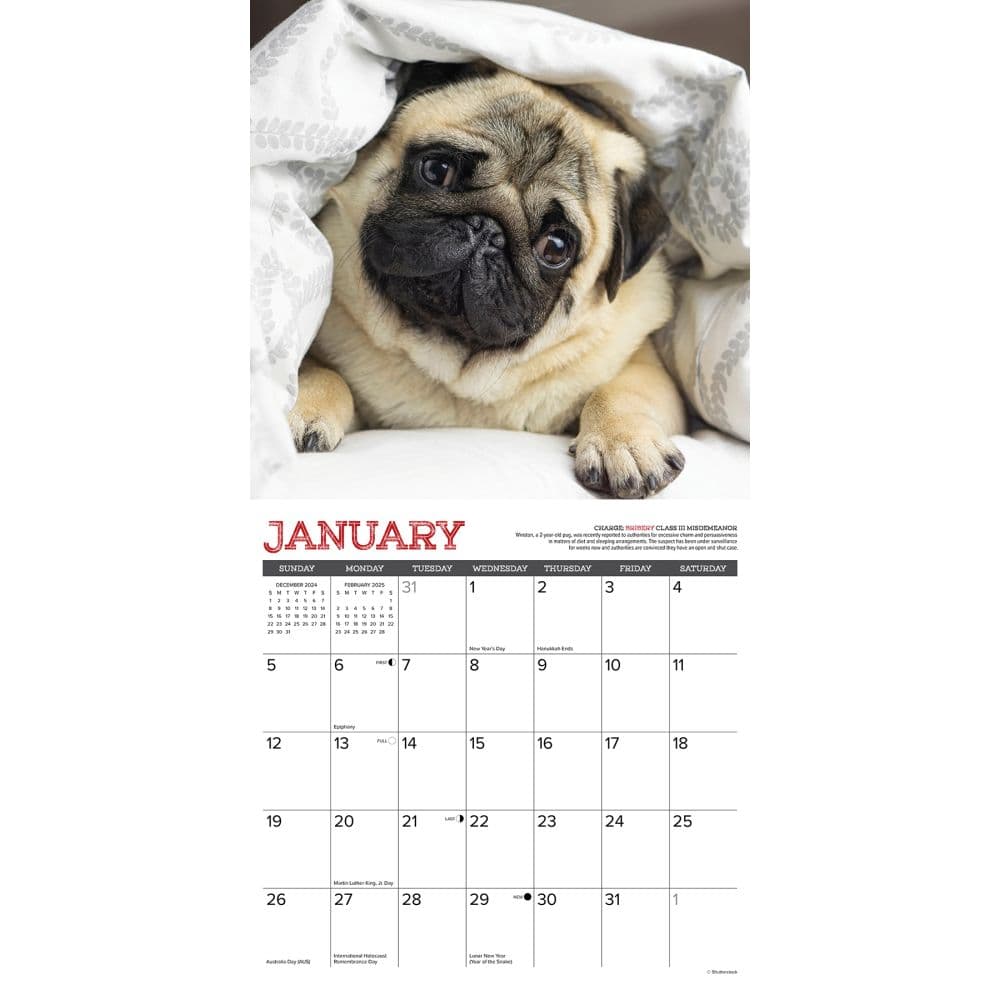 Pug Mugs 2025 Wall Calendar Second Alternate Image width=&quot;1000&quot; height=&quot;1000&quot;